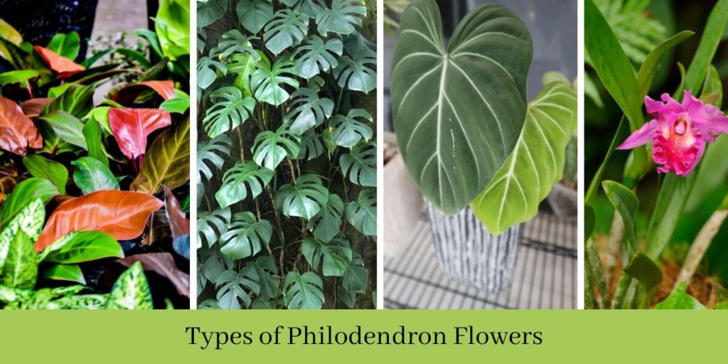 Philodendron Flower