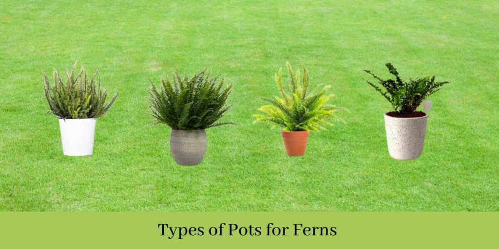 Pots for Ferns