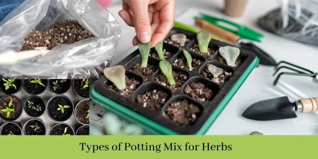 Potting Mix for Herbs