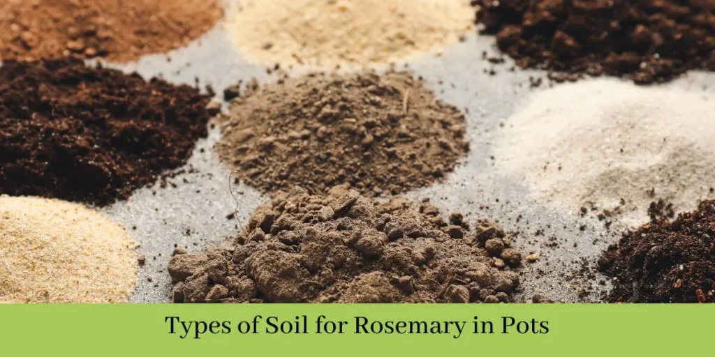 Best Soil for Rosemary in Pots