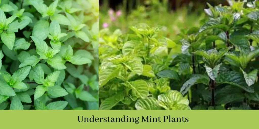 How Often to Water Mint