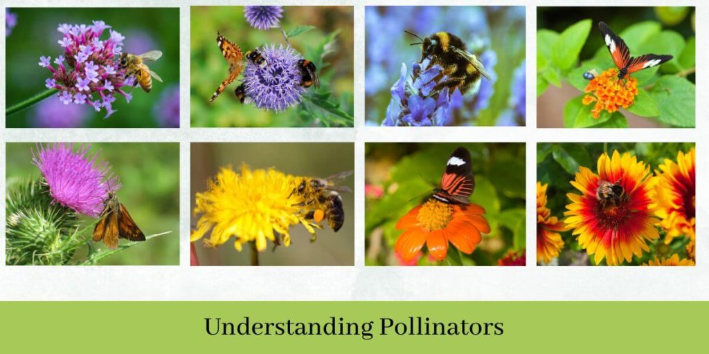 How to Attract Pollinators to Your Vegetable Garden