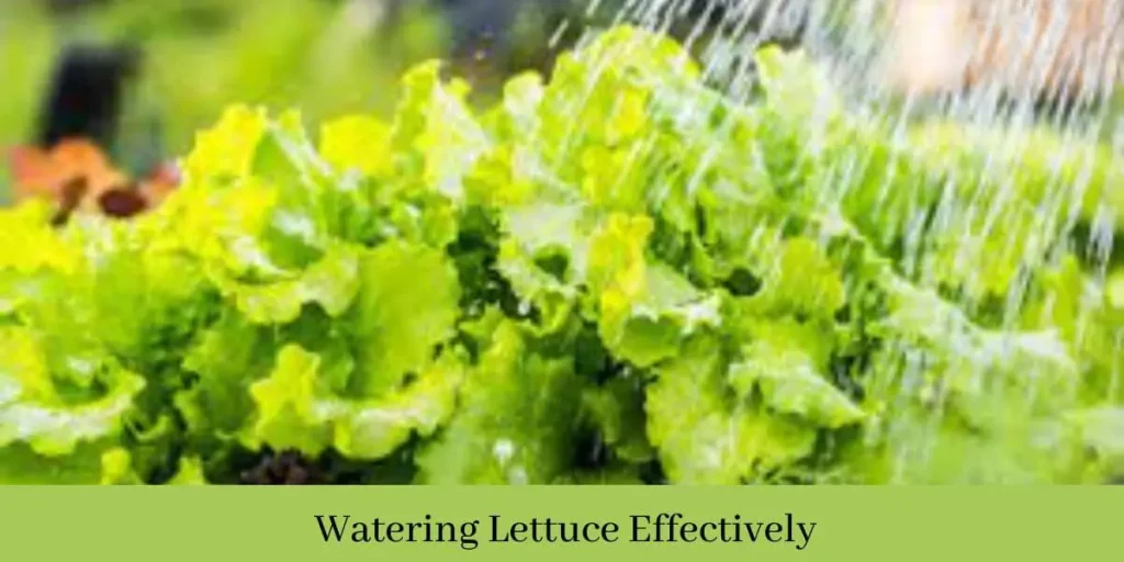 How Much Water Does Lettuce Need