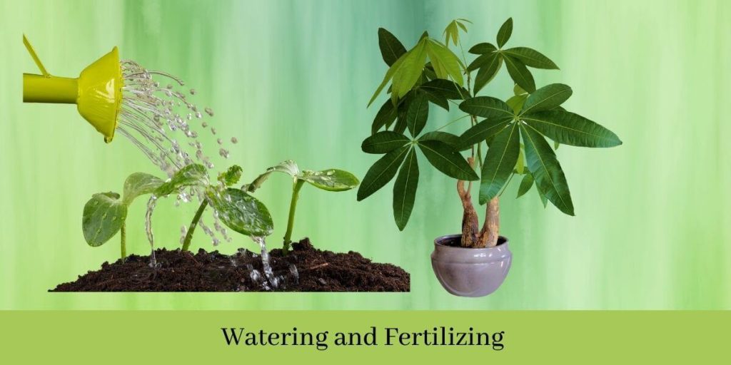 Watering and Fertilizing 