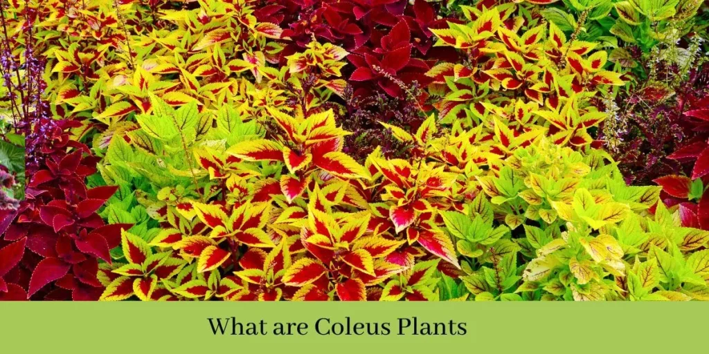 How Long Do Coleus Plants Live For