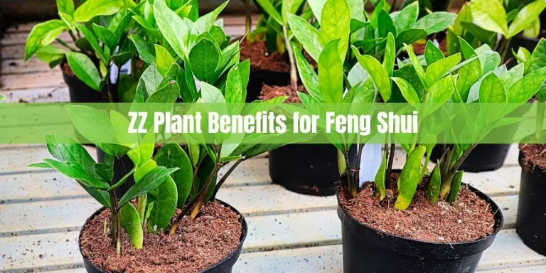 ZZ Plant Feng Shui: provides Benefits energy  with simple care