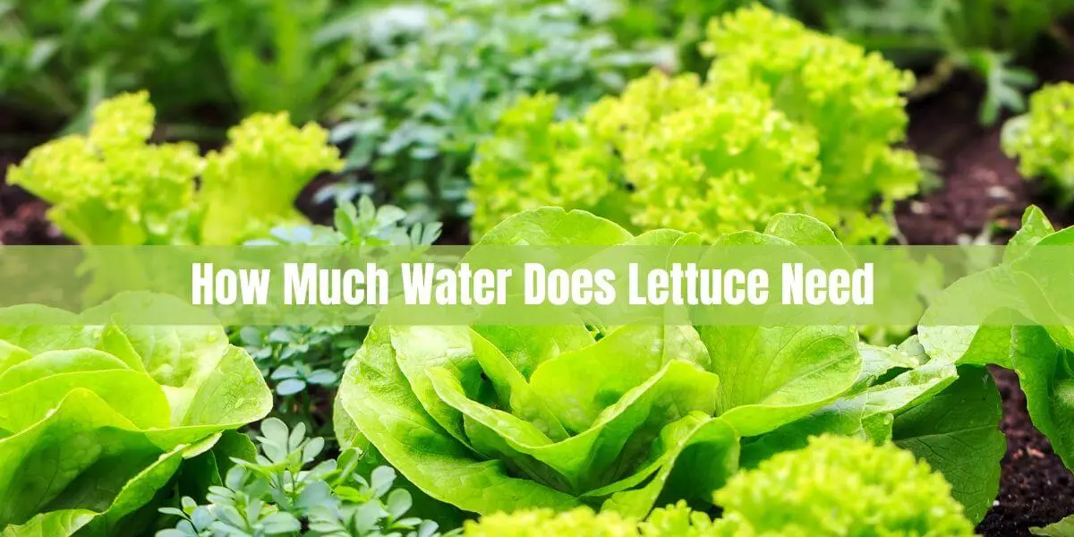 How much water does lettuce need