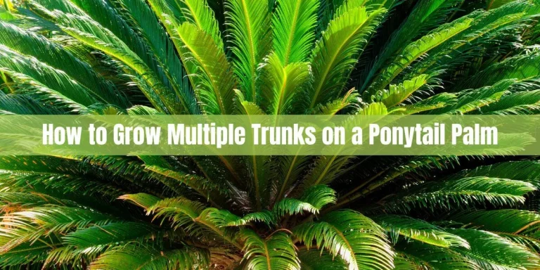 How to Grow Multiple Trunks on a Ponytail Palm: Tips and Techniques