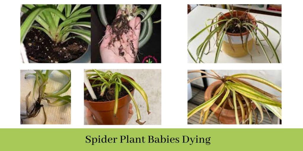 spider plant babies dying