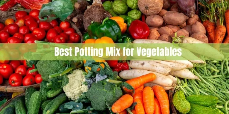 Best Potting Mix for Vegetables: A Comprehensive Guide