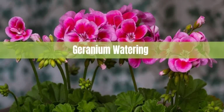 Geranium Watering: A Comprehensive Guide