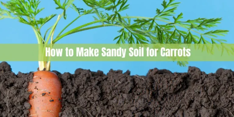 How to Make Sandy Soil for Carrots: A Step-by-Step Guide