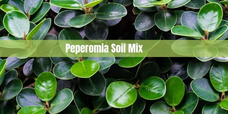 Peperomia Soil Mix: Creating the Perfect Blend for Thriving Plants