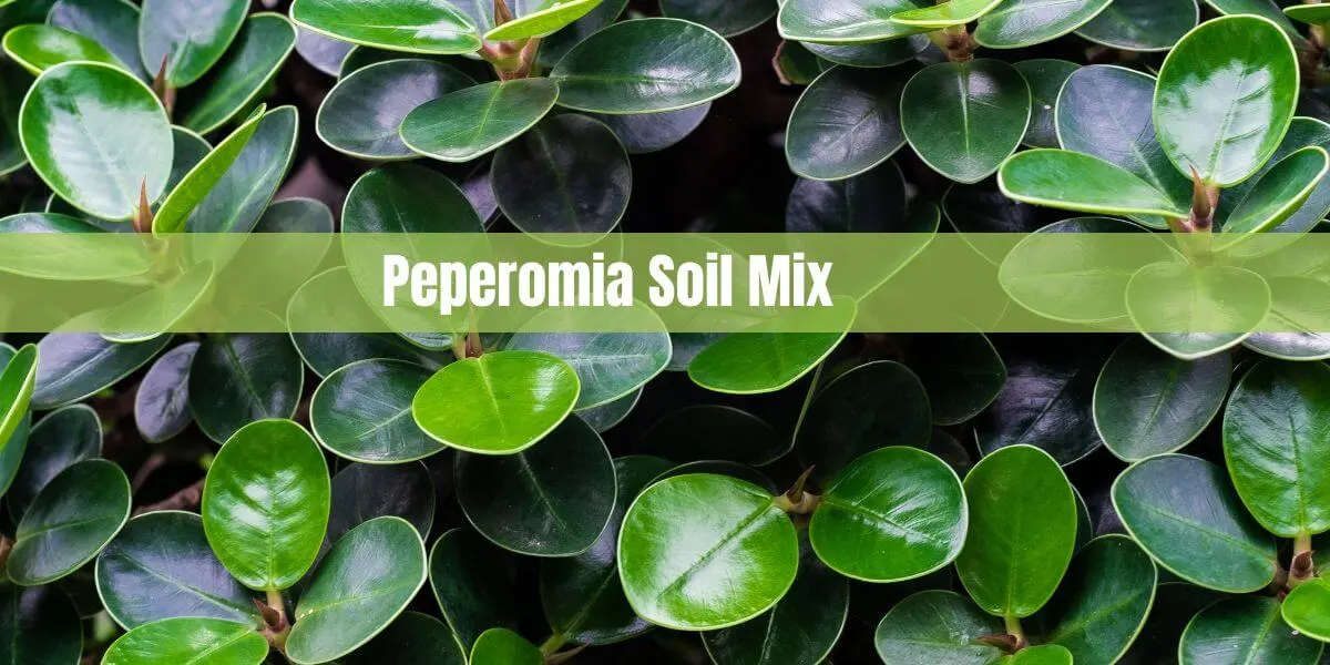Peperomia Soil Mix