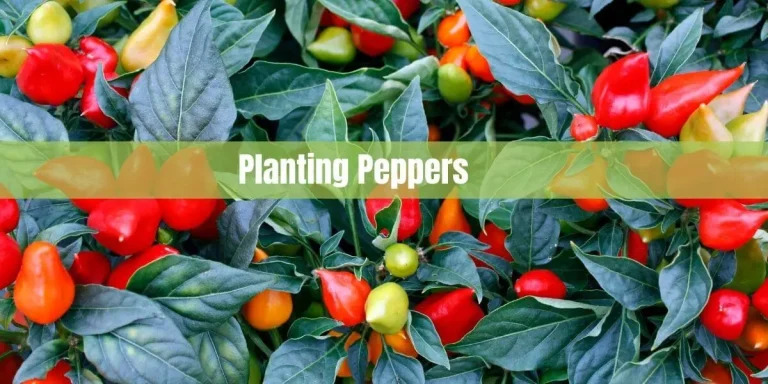 Planting Peppers: Guide to Growing Spicy Peppers