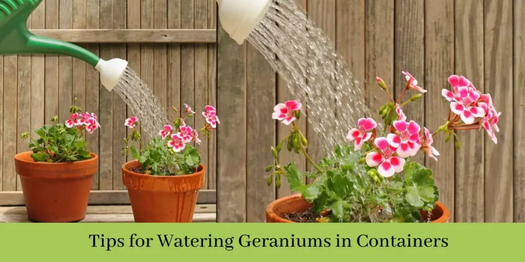 Geranium Watering