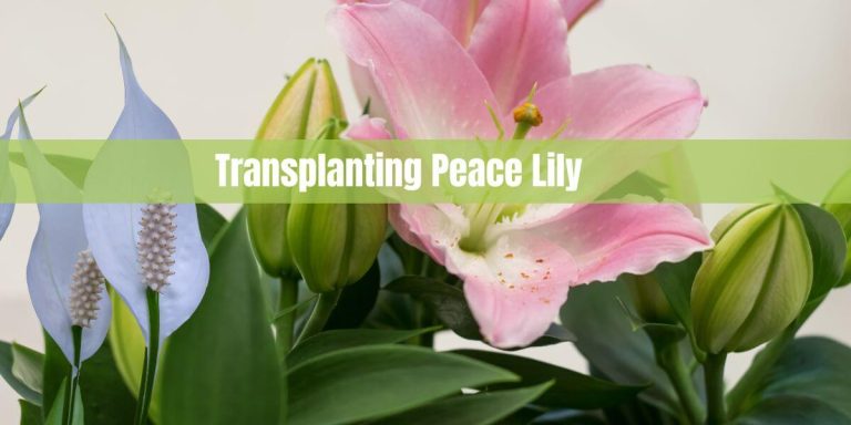 Transplanting Peace Lily: A Step-by-Step Guide