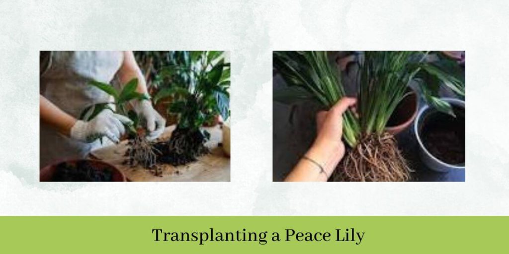 Transplanting Peace Lily