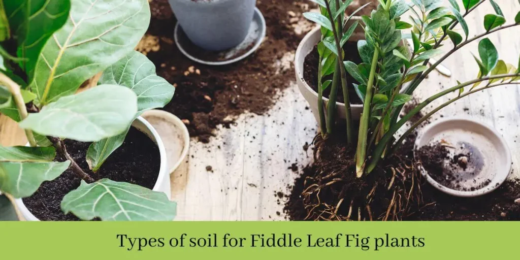 soil fiddle leaf fig