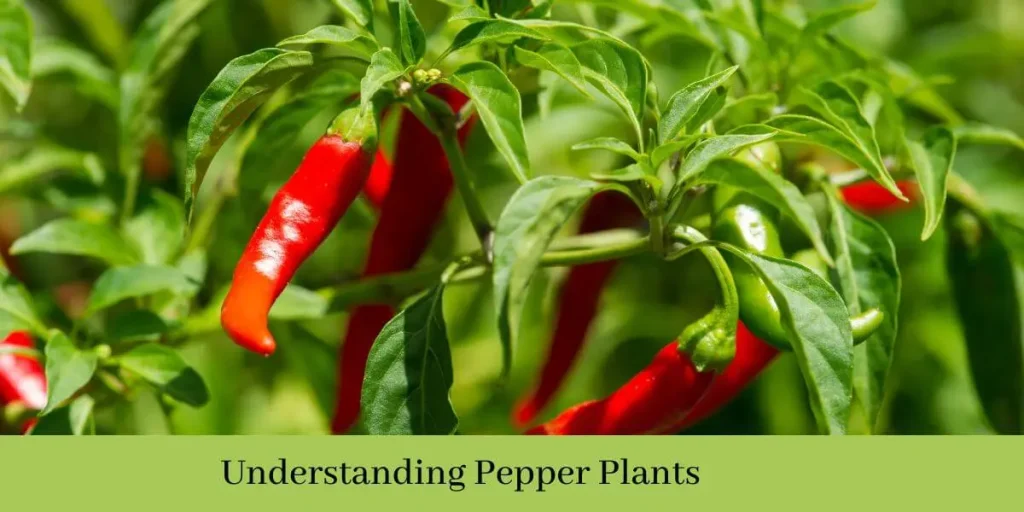 How Much Water Does a Pepper Plant Need Per Day