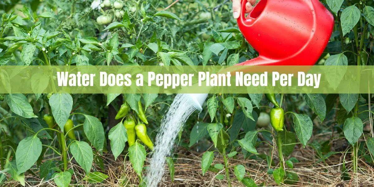 Water Does a Pepper Plant Need Per Day?
