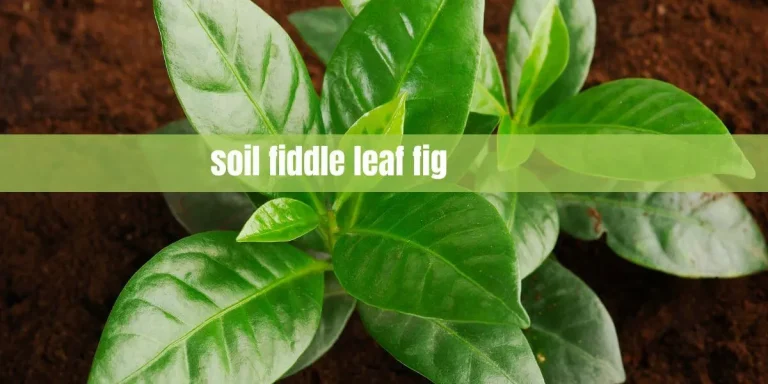The Ultimate Guide to Soil for Your Fiddle Leaf Fig Plant