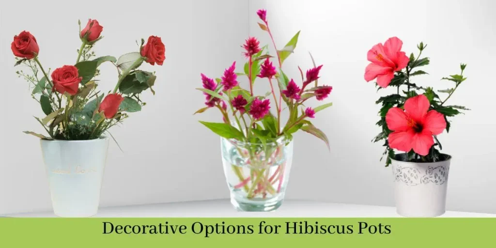 Hibiscus Pots
