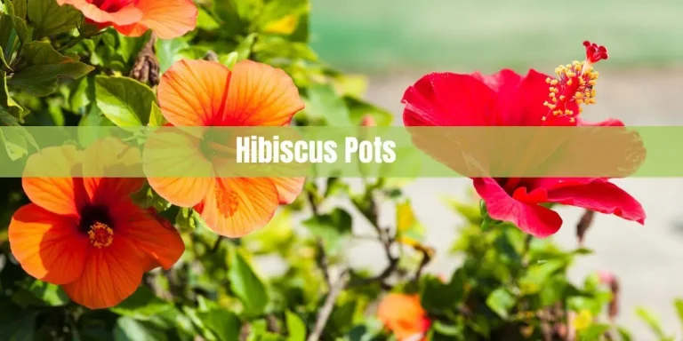 Hibiscus Pots: The Perfect Container for Vibrant Blooms