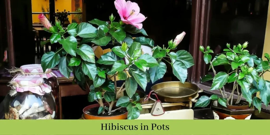 Hibiscus Pots