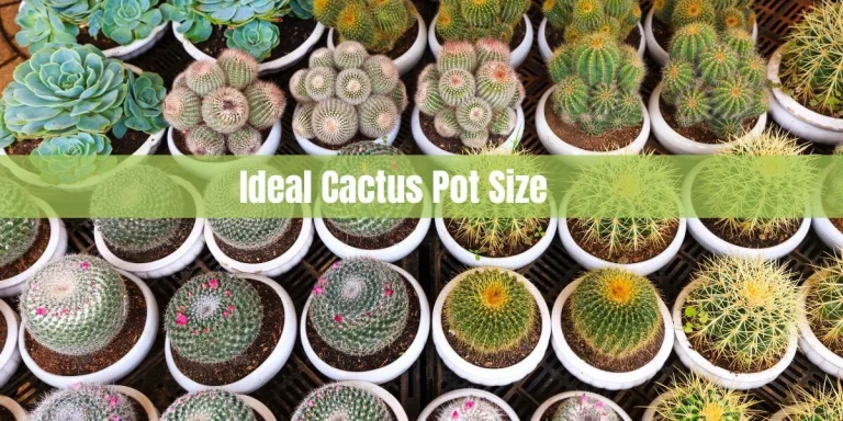 The Ideal Cactus Pot Size: Nurturing Growth and Health