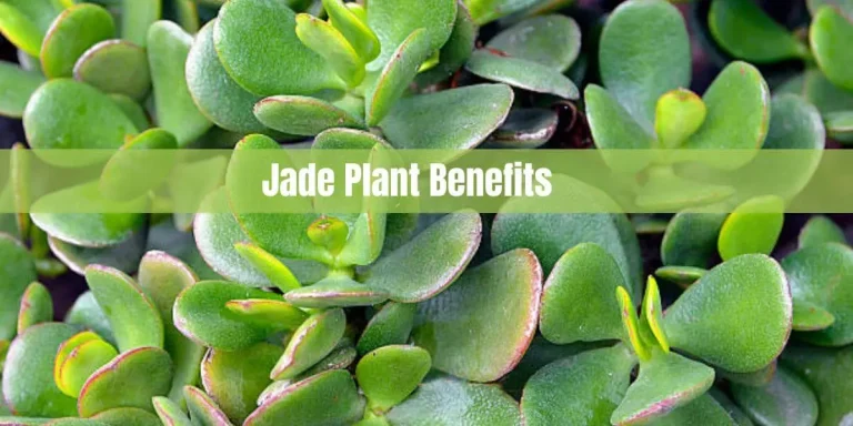 Jade Plant Benefits: Enhancing Your Life Naturally