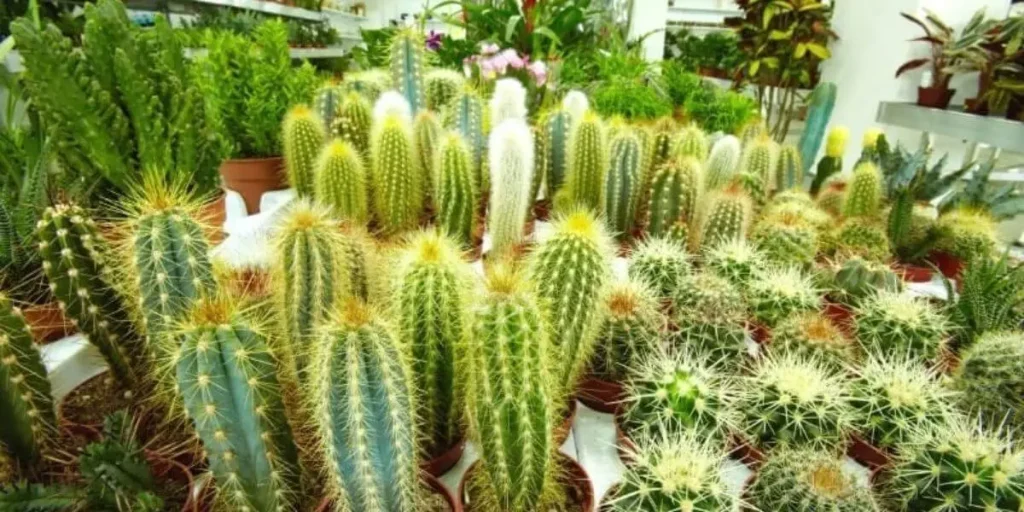 Ideal Cactus Pot Size