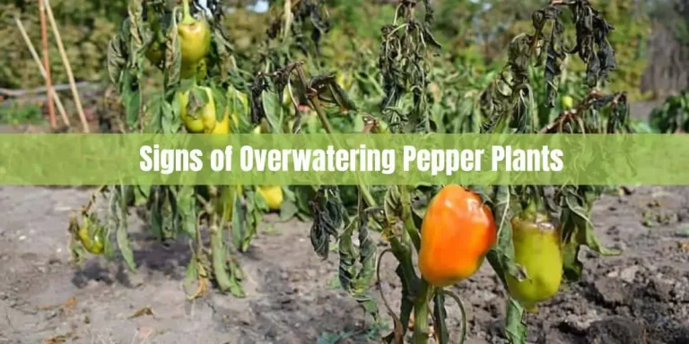Signs of Overwatering Pepper Plants: Identifying Watering Issues