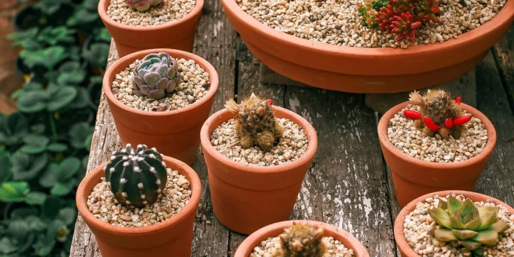ideal-cactus-pot-size