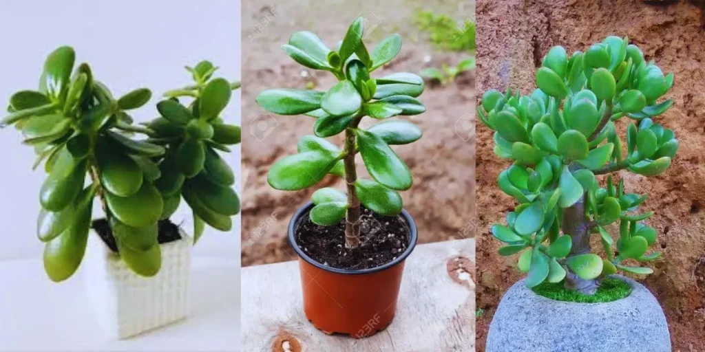 Jade Plant 
