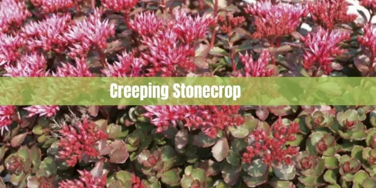 Creeping Stonecrop: A Hardy and Beautiful Addition to Your Garden