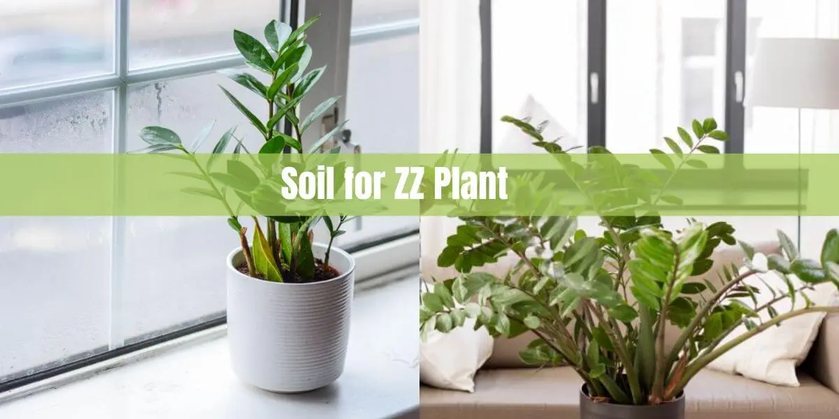 Soil for ZZ Plant