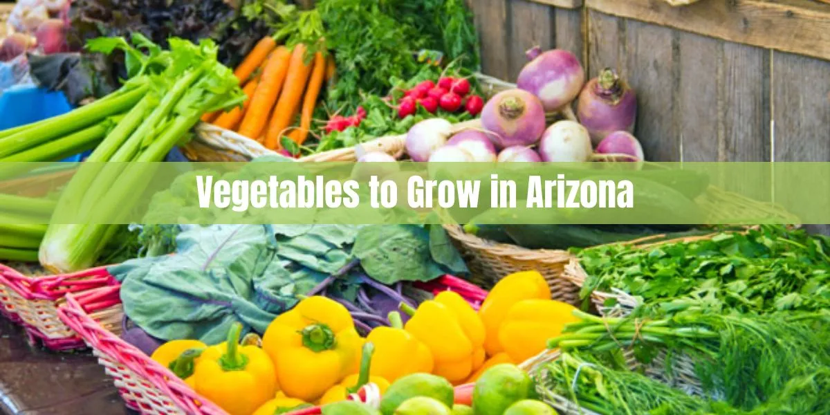 Vegetables to Grow in Arizona