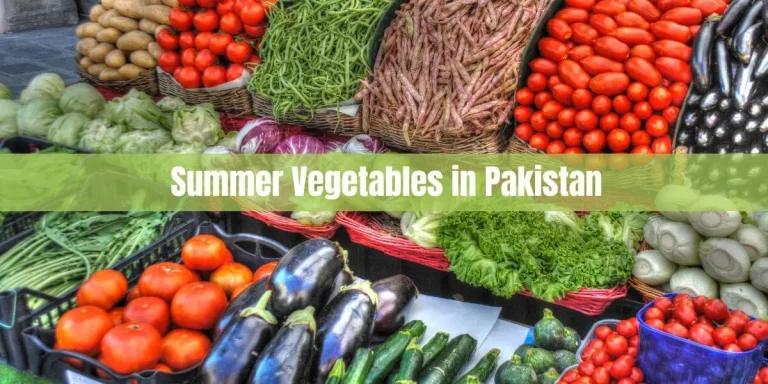 Summer Vegetables in Pakistan: Exploring the Bounty