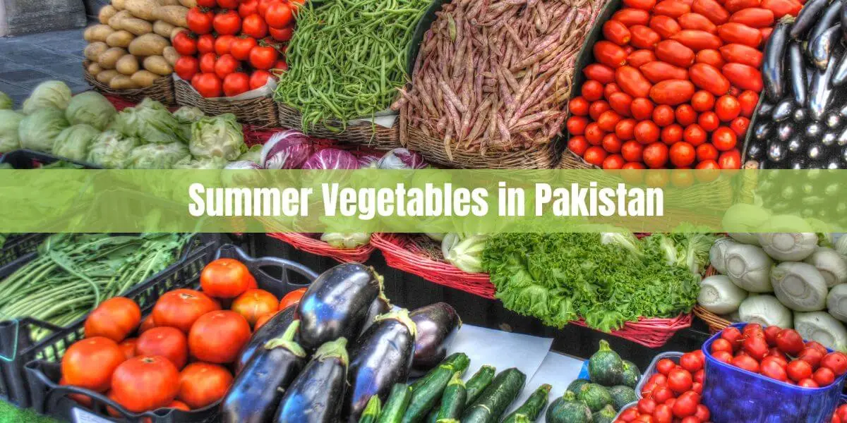 Summer Vegetables in Pakistan